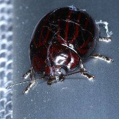 Paropsisterna octolineata