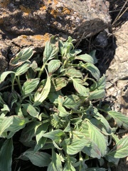 Phacelia imbricata imbricata