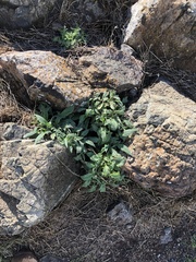 Phacelia imbricata imbricata