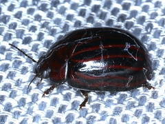 Paropsisterna octolineata