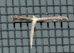 Lioptilodes albistriolatus