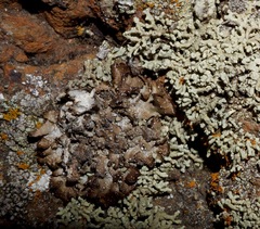 Punctelia stictica
