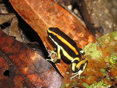 Yellow-Striped Poison Frog photo 4