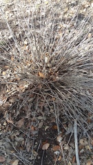 Ditaxis aphoroides