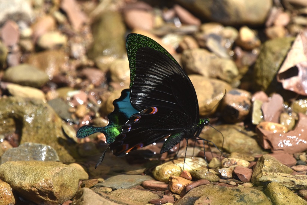 Jungle Jade Swallowtail