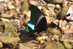 Papilio karna