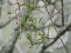 Sophora microphylla