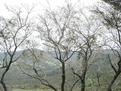 Sophora microphylla