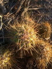 Trichocereus candicans