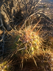 Trichocereus candicans