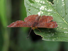 Calephelis arizonensis