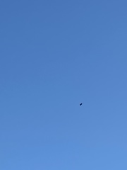 Haliaeetus leucocephalus