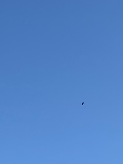 Haliaeetus leucocephalus