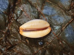 Staphylaea staphylaea