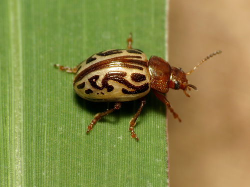 Zygogramma tortuosa