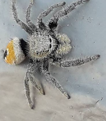 Phidippus ardens