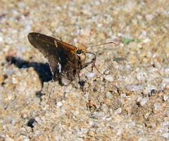 Epargyreus spina