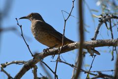 Toxostoma curvirostre