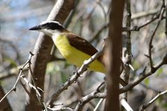 Pitangus sulphuratus