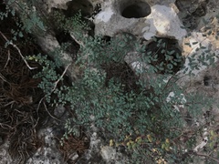 Argyrochosma microphylla