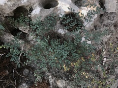 Argyrochosma microphylla