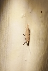 Ypsolopha unicipunctella