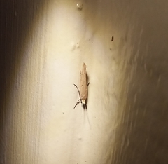 Ypsolopha unicipunctella