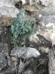 Argyrochosma microphylla