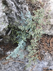 Argyrochosma microphylla
