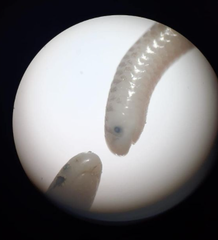 Leptotyphlopidae