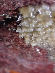 Amphissa versicolor