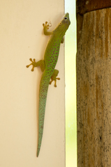 Phelsuma dubia
