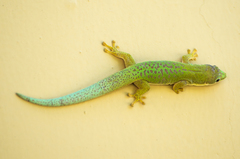 Phelsuma dubia