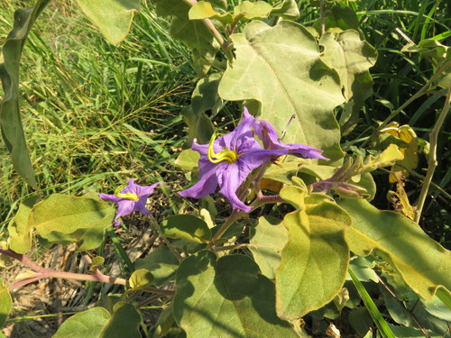 Sierra Madre nightshade