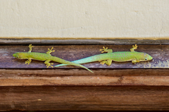 Phelsuma dubia