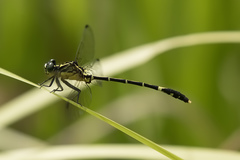 Austrogomphus prasinus
