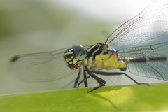 Austrogomphus prasinus