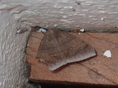 Ophisma