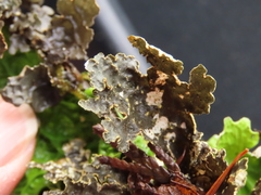 Pseudocyphellaria citrina