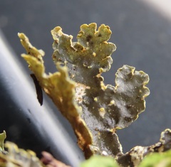 Pseudocyphellaria citrina
