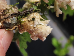 Lobaria hallii