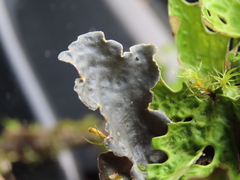 Lobaria hallii
