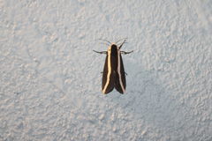 Rajendra perrottetii