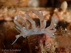 Phyllodesmium crypticum