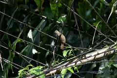 Rubigula erythropthalmos