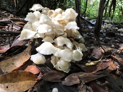 Marasmius pellucidus