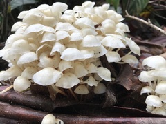 Marasmius pellucidus