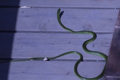 Philothamnus semivariegatus