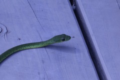 Philothamnus semivariegatus