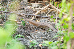 Broadleysaurus major